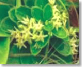 Ajadveshi