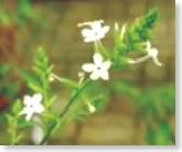CHITRAKA-FLOWER
