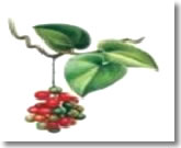 GUDUCHI-FRUIT