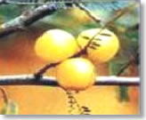 Amalaki