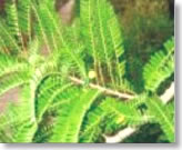 amla-leave