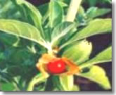 ashw-fruit-leave