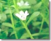 Brahmi