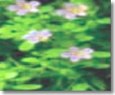 Brahmi-plant