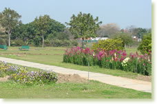 Bougainviila-garden