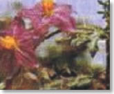 kantakari-plant
