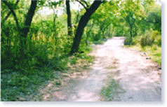 nature-trailing