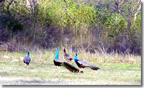 Sukhna-Wildlife-Sanctuary-peacock