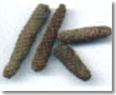 pipalii