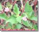 piunarnava-plant
