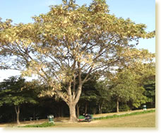 rajendra-park