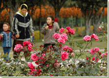 rose-image