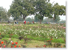 rose-garden