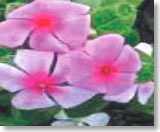 sada-flower
