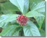 sarpagandha-plant