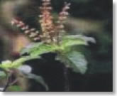 tulsi-leave