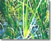 vacha-plant