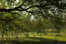 Trees-of-Chandigarh-15