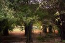 Trees-of-Chandigarh-25
