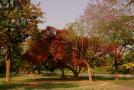 Trees-of-Chandigarh-26