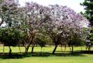 Trees-of-Chandigarh-6