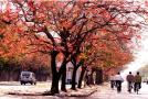 Trees-of-Chandigarh-9