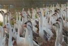 Ducks-serve-to-enhance-the-scenery-at-Sukhna-Lake